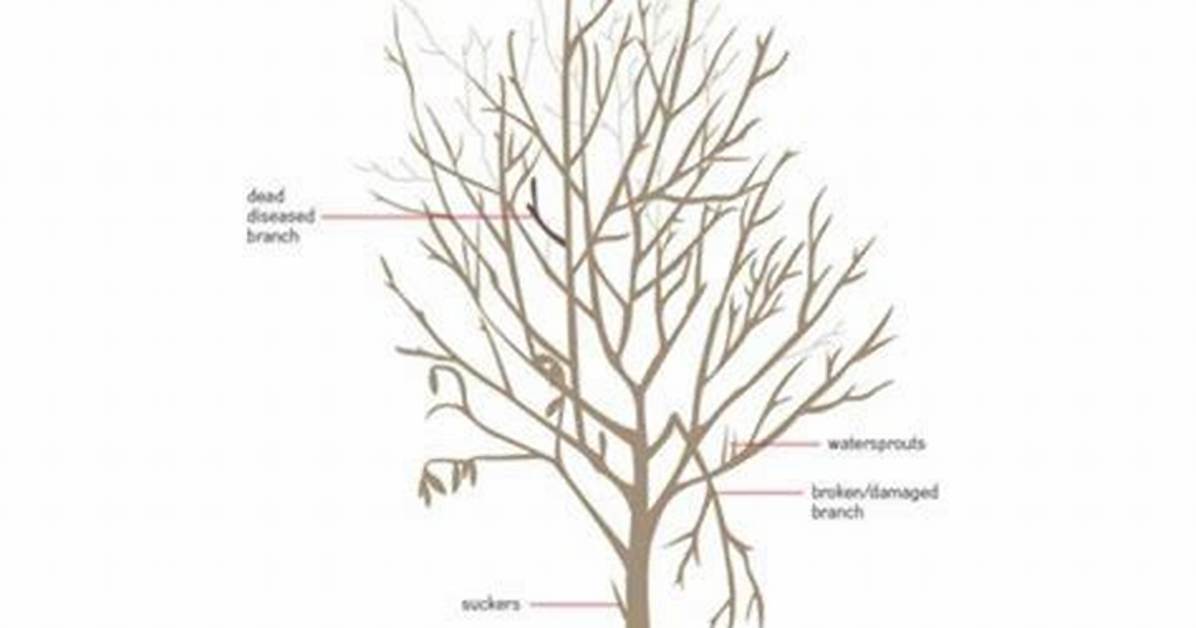 Do Pruned Trees Grow Back