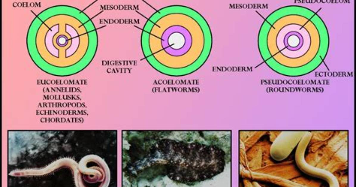 Do Pseudocoelomates Have a Body Cavity?