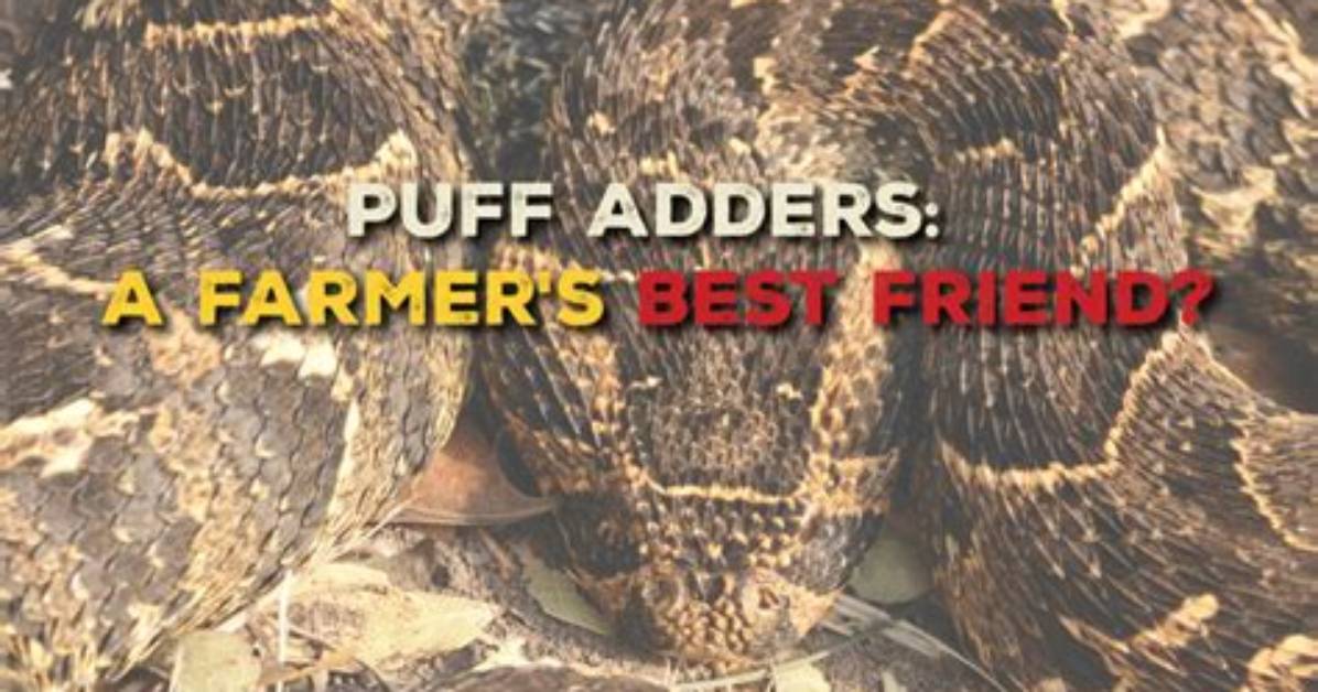 Do Puff Adders Spit?