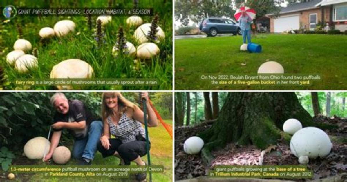 Do Puffballs Grow on Trees?