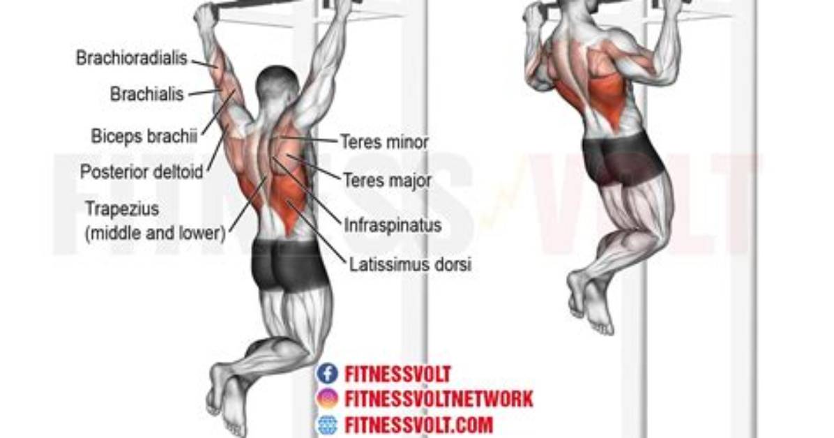 Do Pull Ups Work Back?