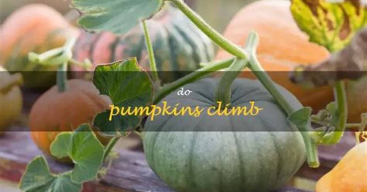 Do Pumpkins Climb