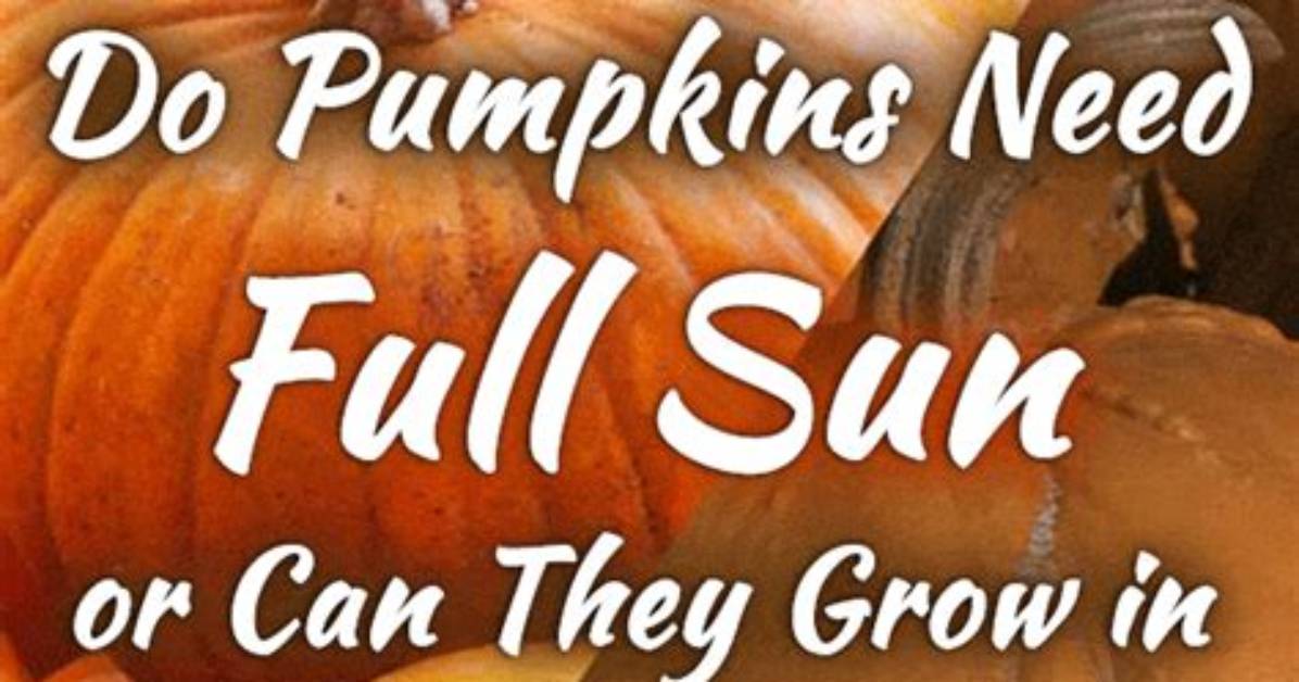 Do Pumpkins Need Full Sun