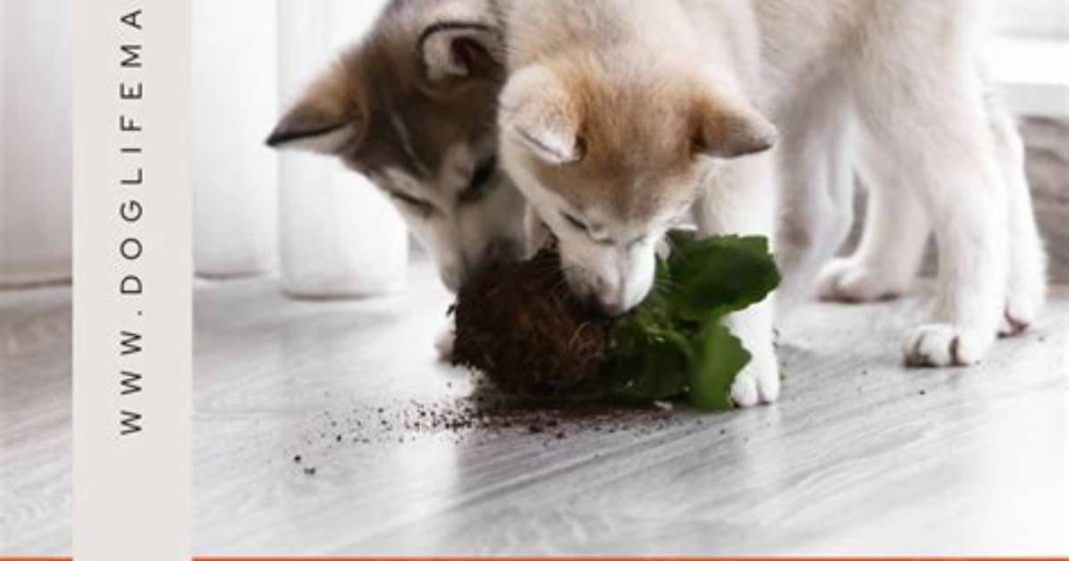 Do Puppies Get Better Behaved?