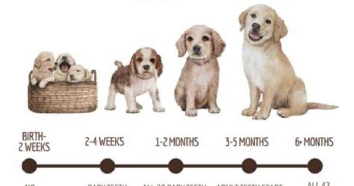Do Puppies Whine When They Are Teething