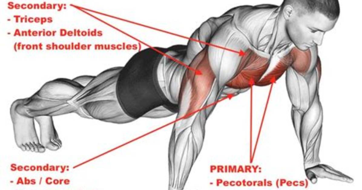 Do Push Ups Work Serratus