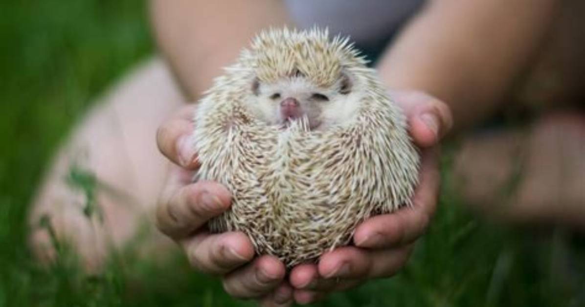 Do Pygmy Hedgehogs Smell?