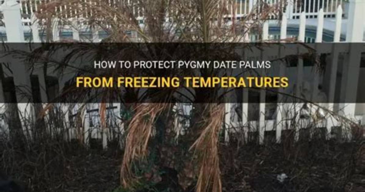 Do Pygmy Palms Freeze
