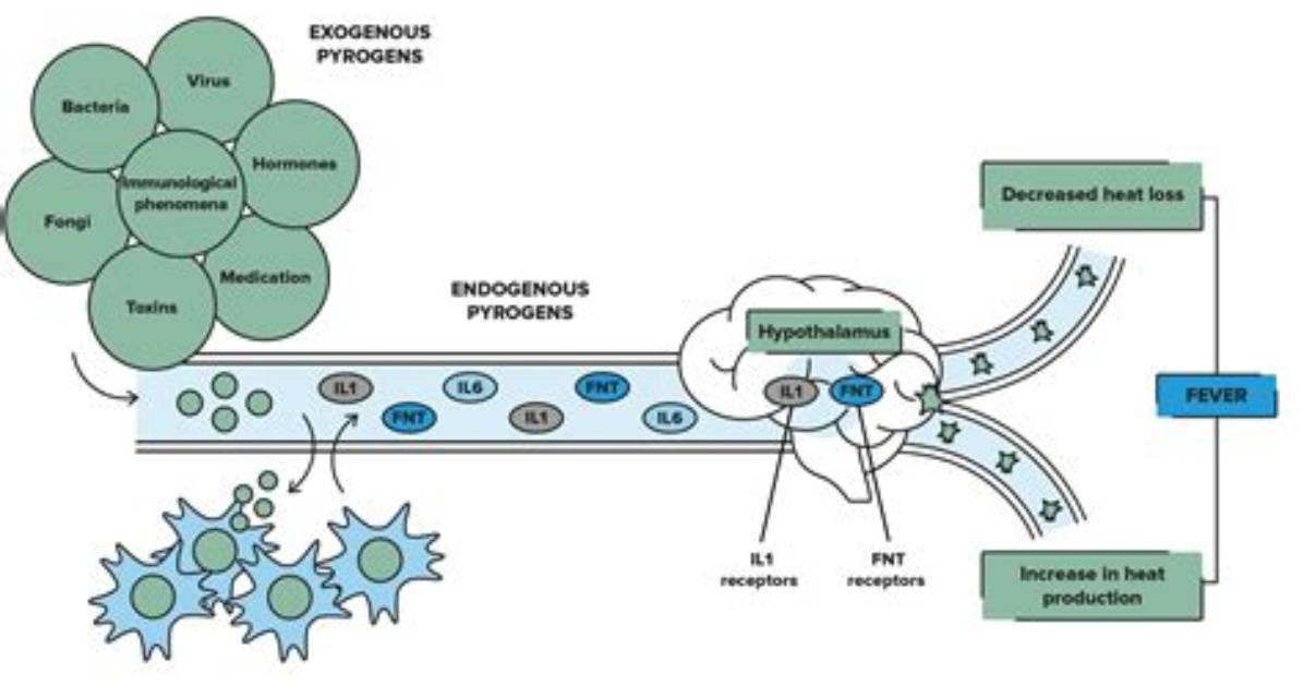 Do Pyrogens Cause Vasodilation?