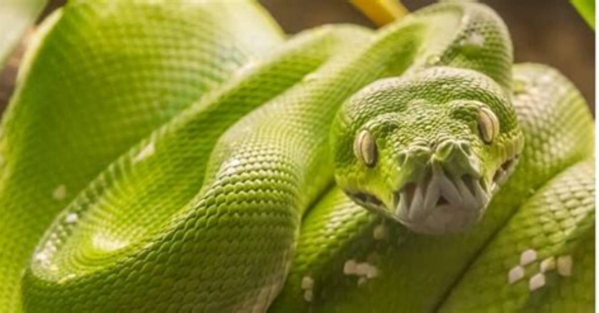 Do Pythons Have Venom?