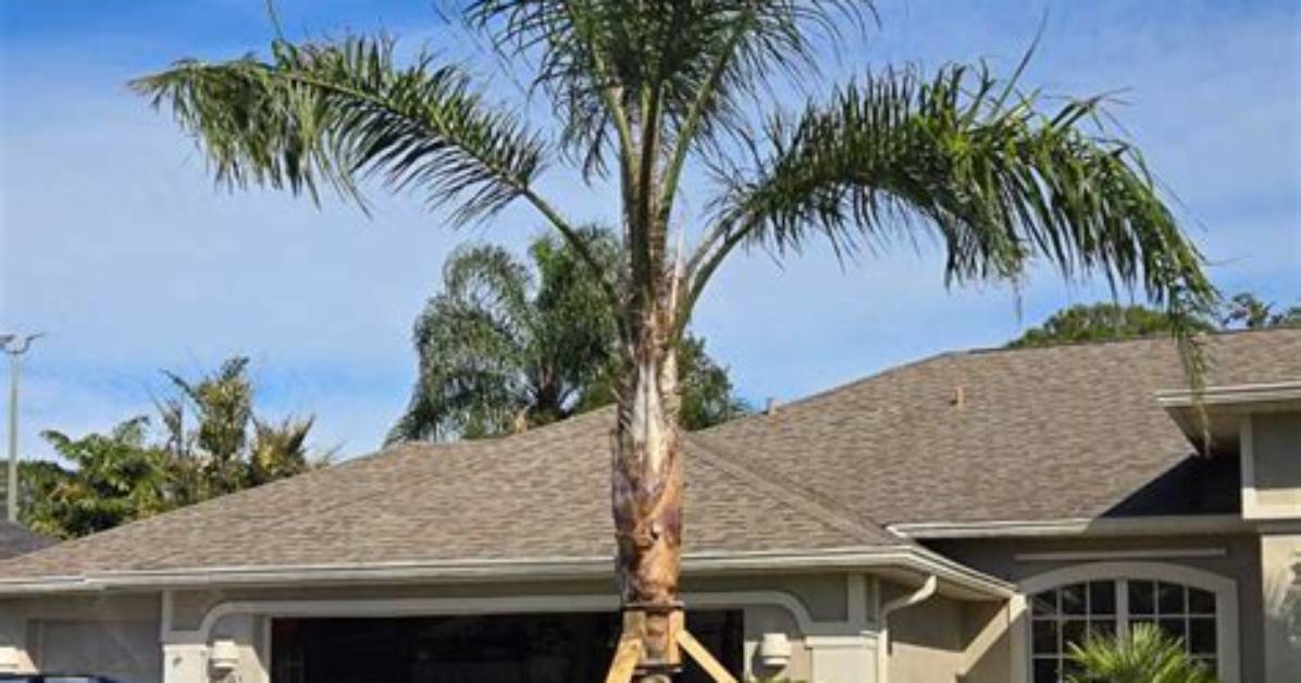 Do Queen Palms Shed