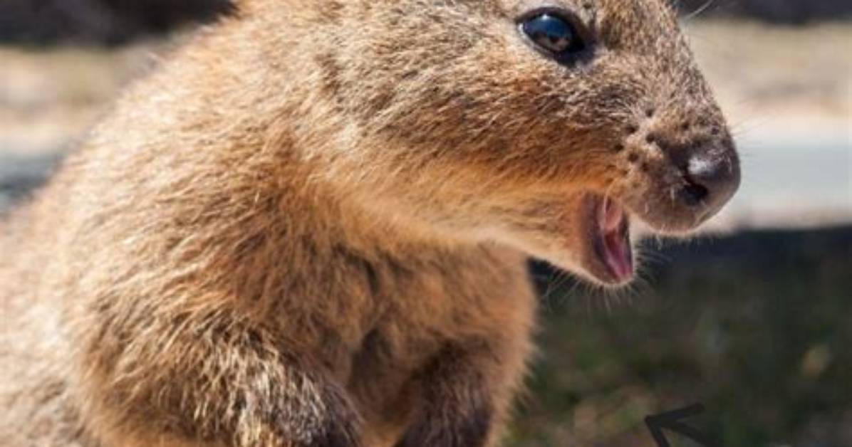 Do Quokkas Have Any Predators