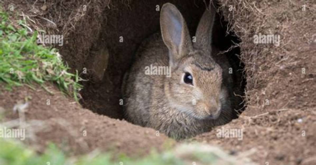 Do Rabbits Dig Holes?