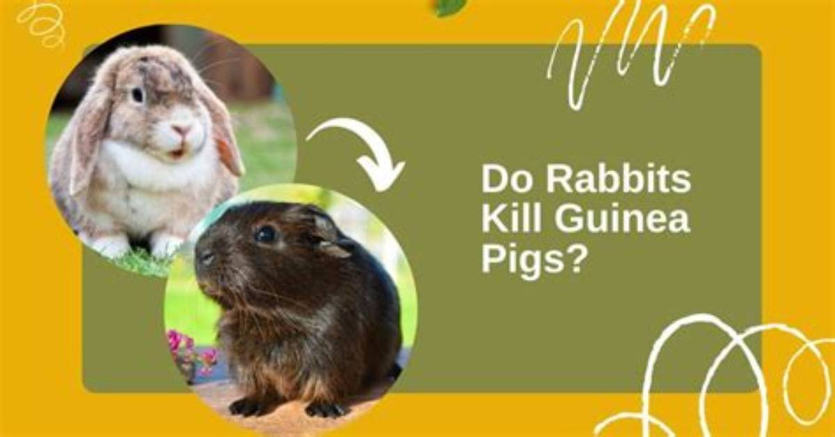 Do Rabbits Kill Guinea Pigs