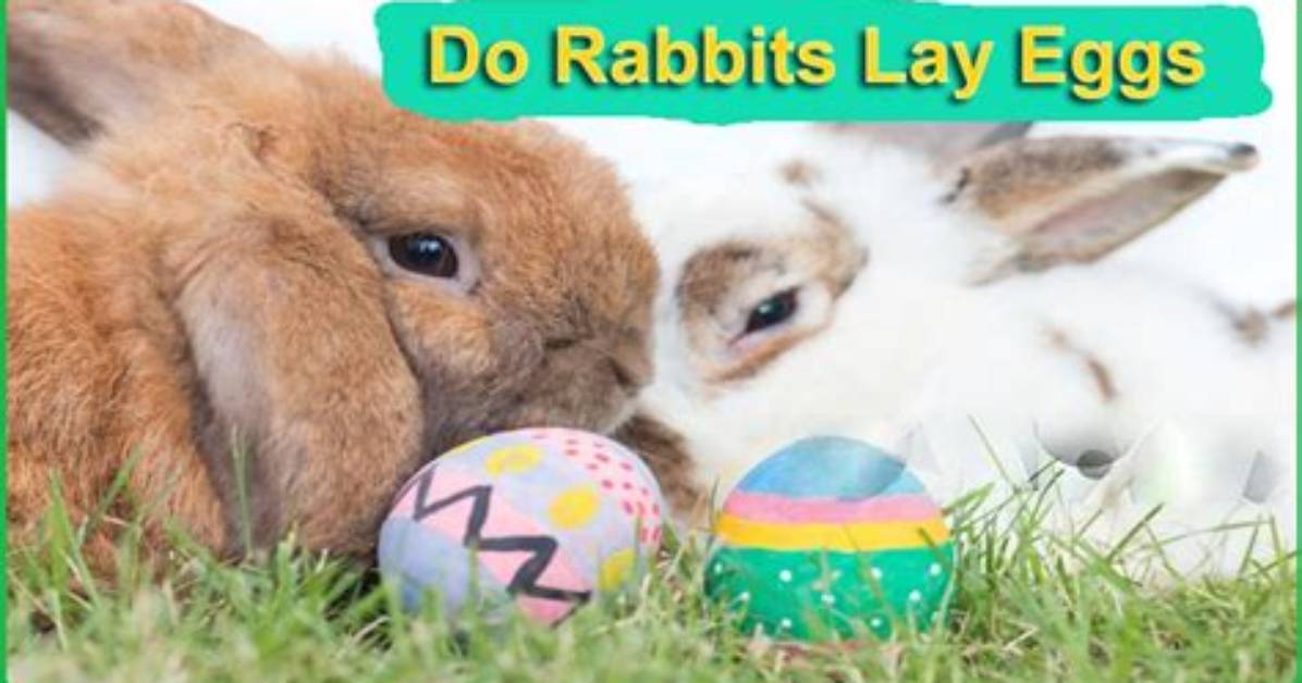 Do Rabbits Lay Eggs?
