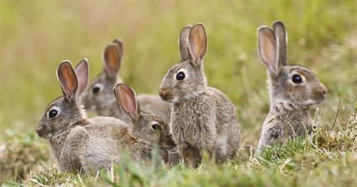 Do Rabbits Live in Groups?