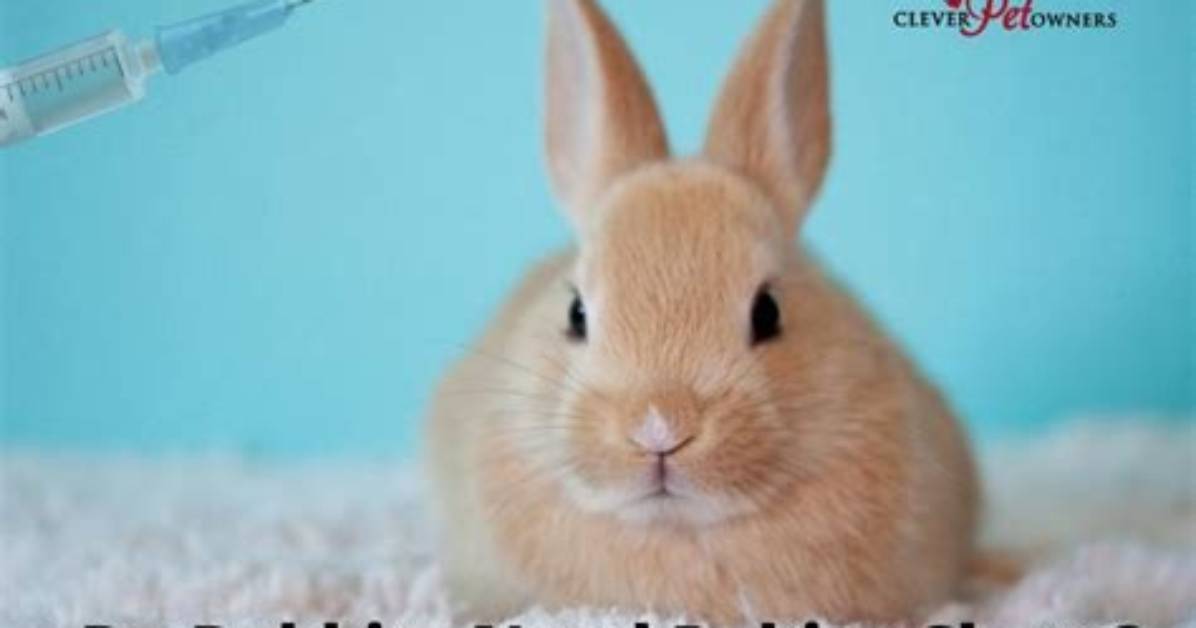 Do Rabbits Need Immunizations?