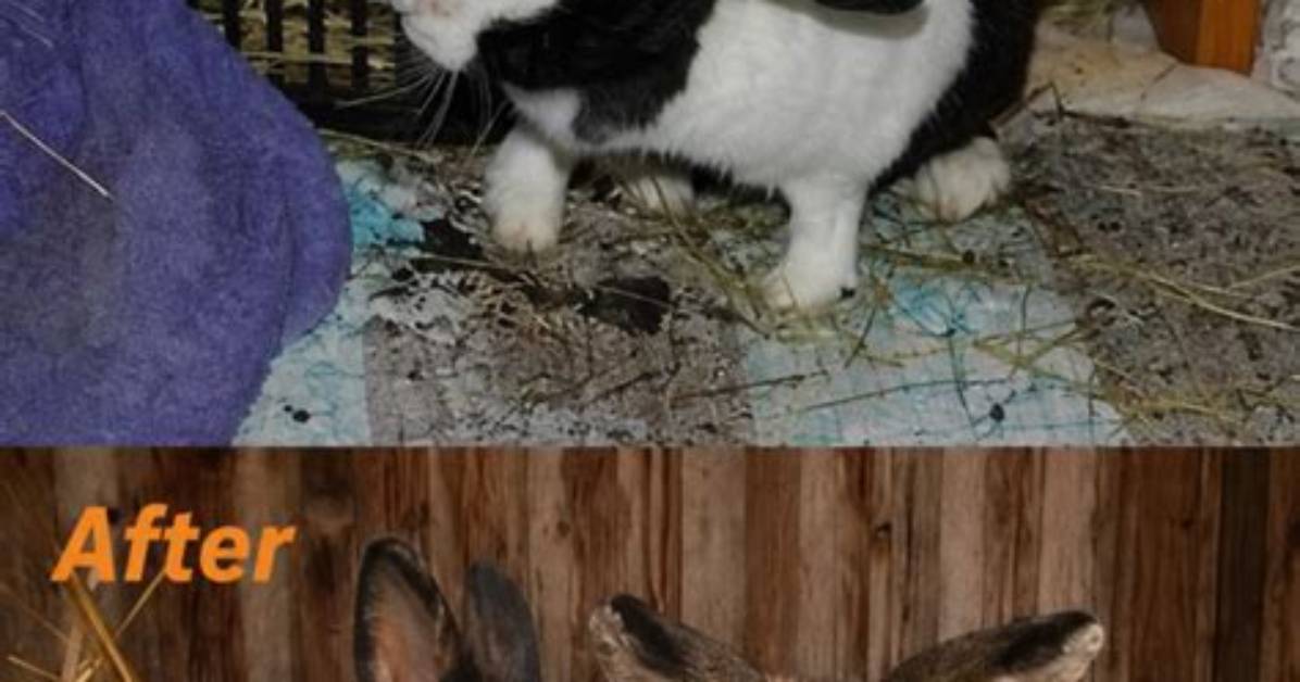 Do Rabbits Recover from E Cuniculi?