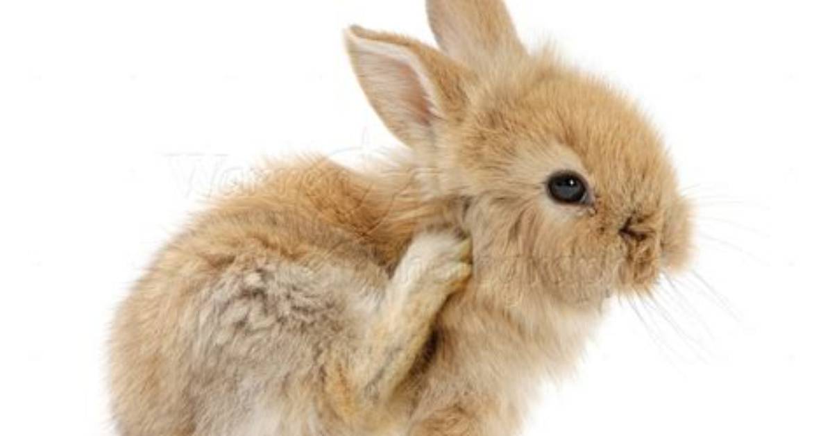 Do Rabbits Scratch Their Ears?