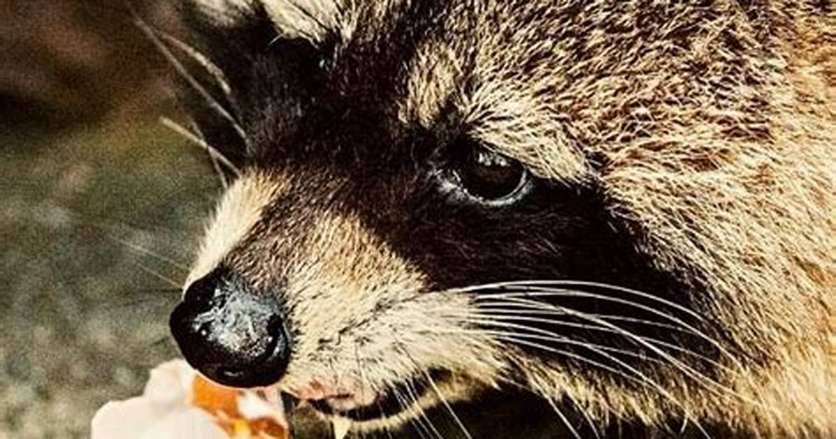 Do Racoons Eat Turkey Eggs