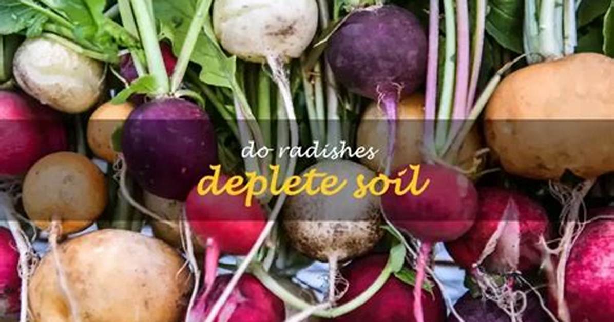 Do Radishes Improve Soil