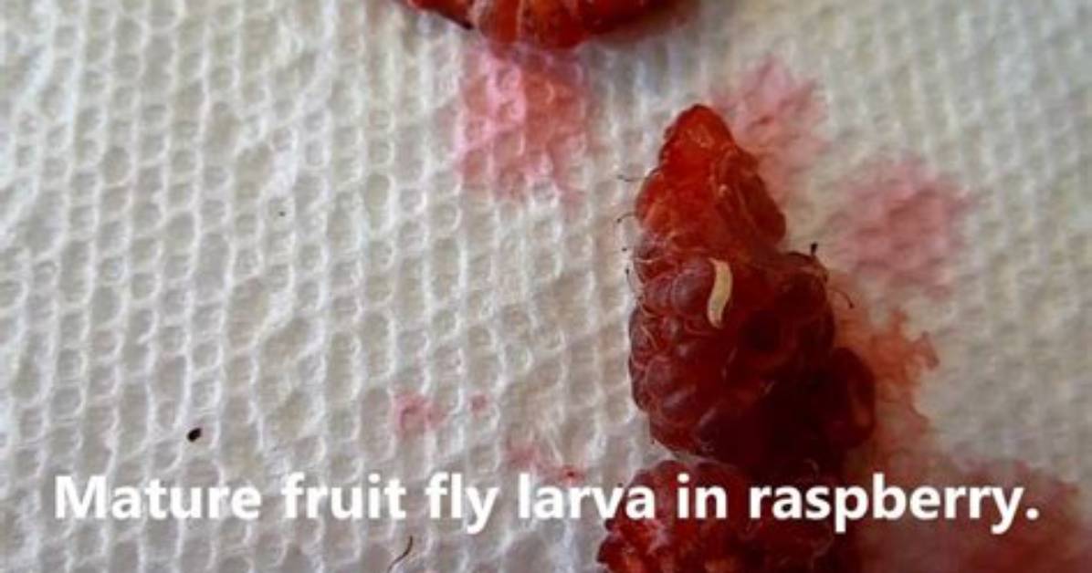 Do Raspberries Have Bugs