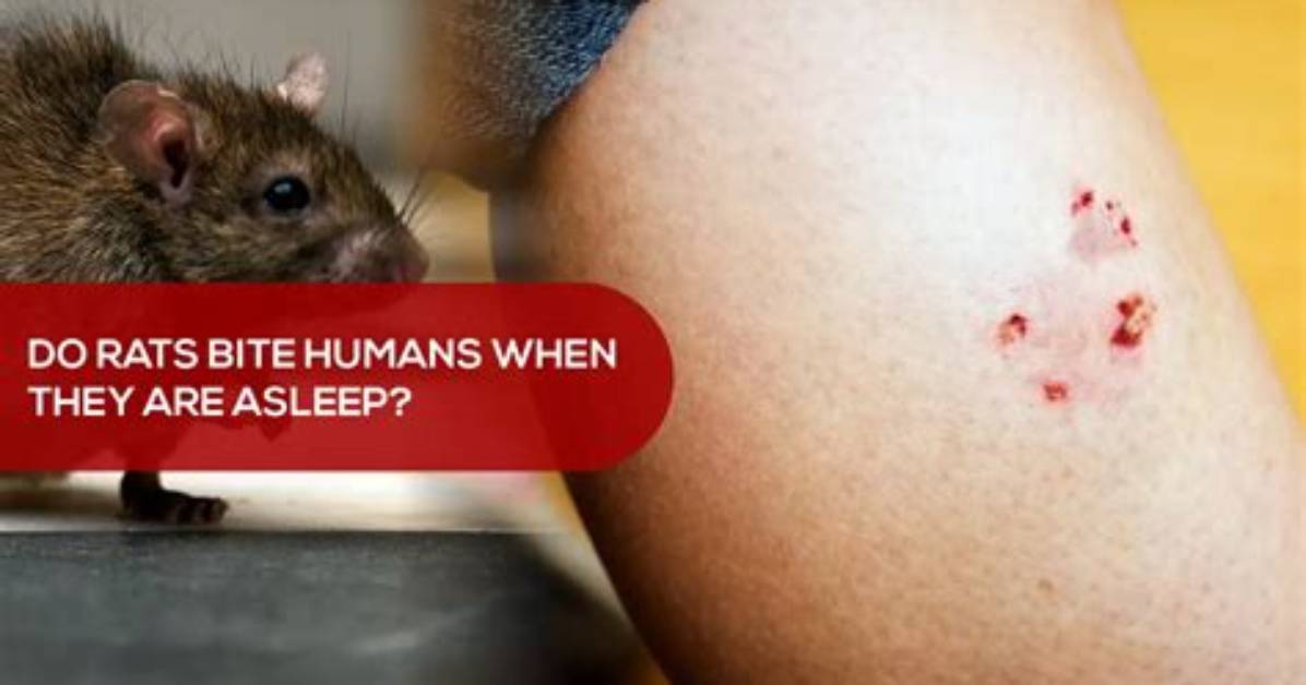 Do Rats Bite Humans in Their Sleep?