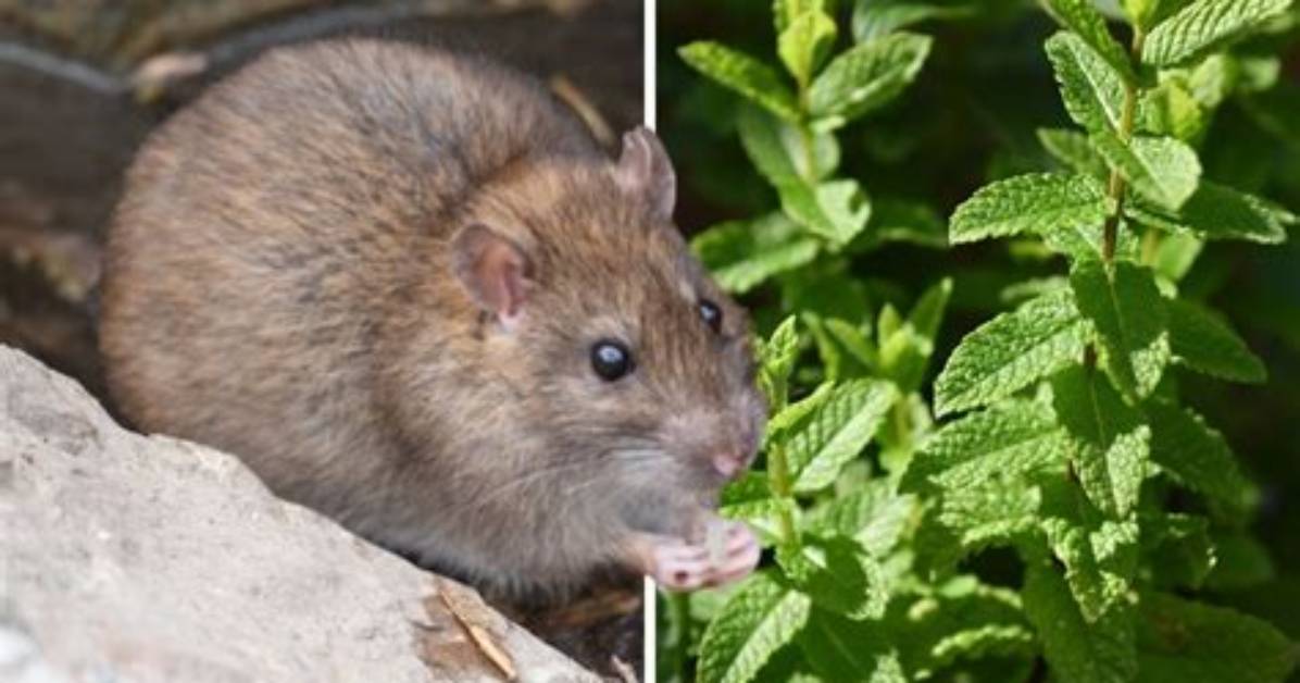 Do Rats Eat Mint Plants