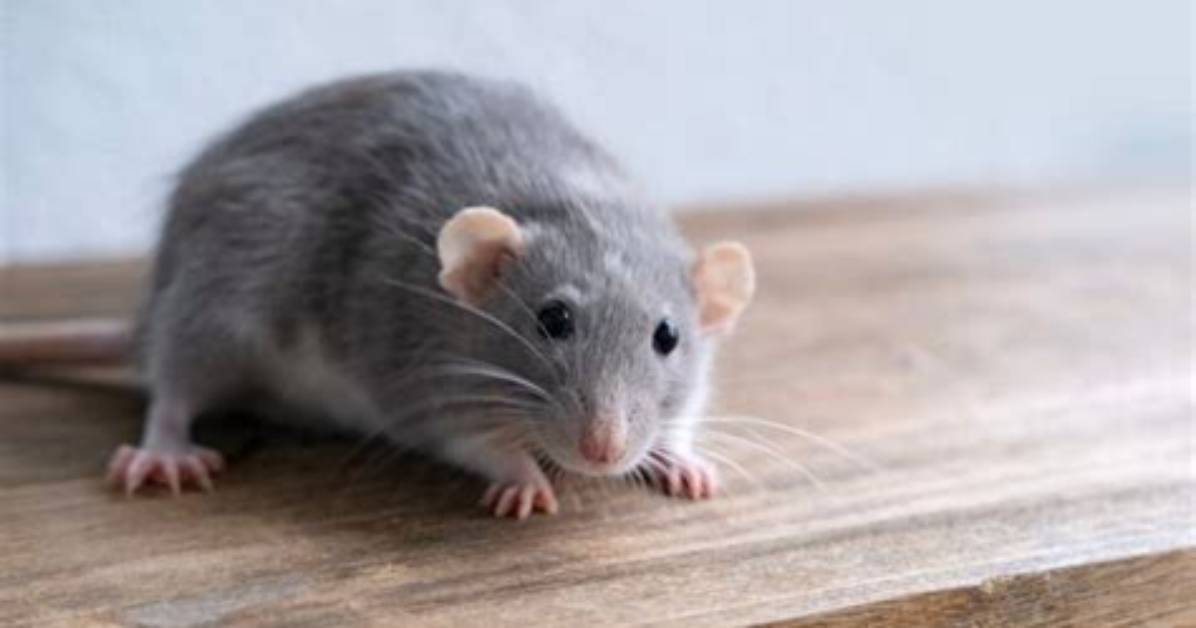 Do Rats Get Bored?