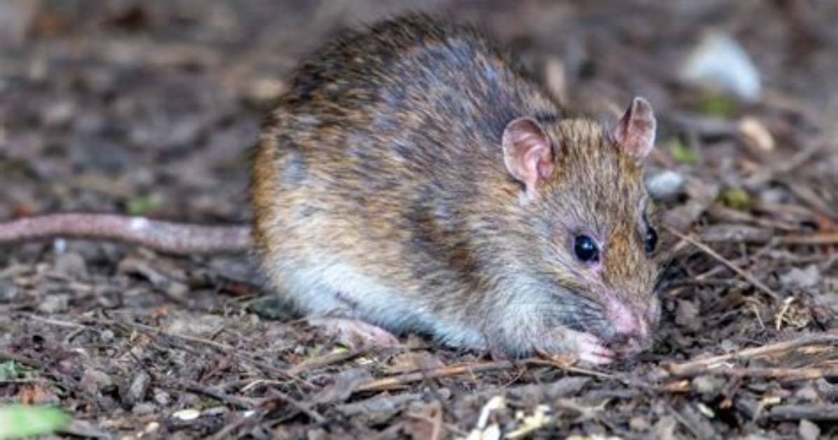 Do Rats Hate Cedar