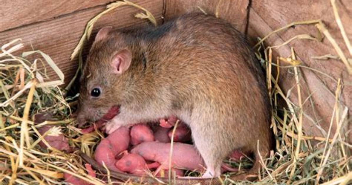 Do Rats Have Amnion