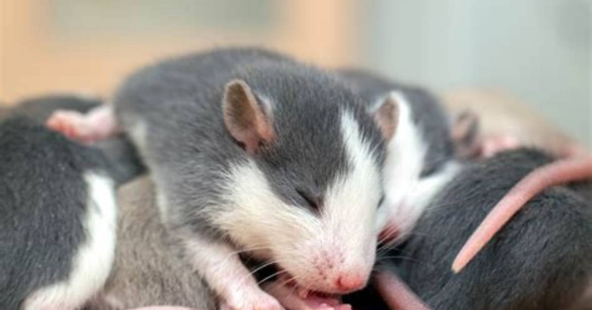 Do Rats Have Emesis?