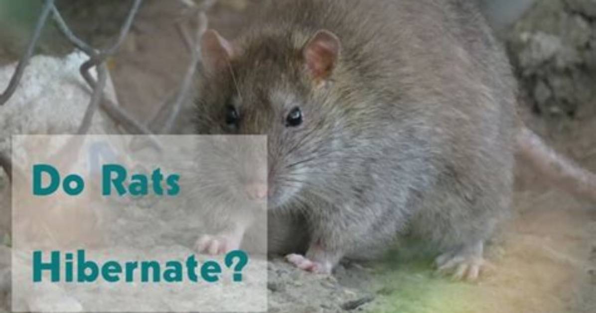 Do Rats Hibernate