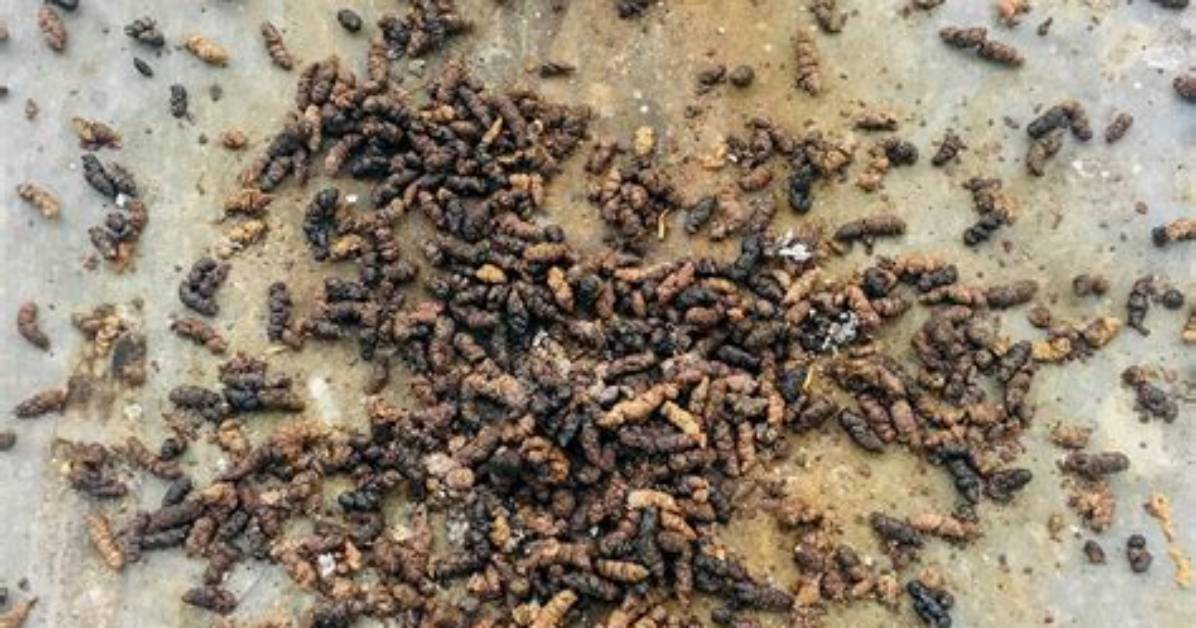 Do Rats Leave Droppings