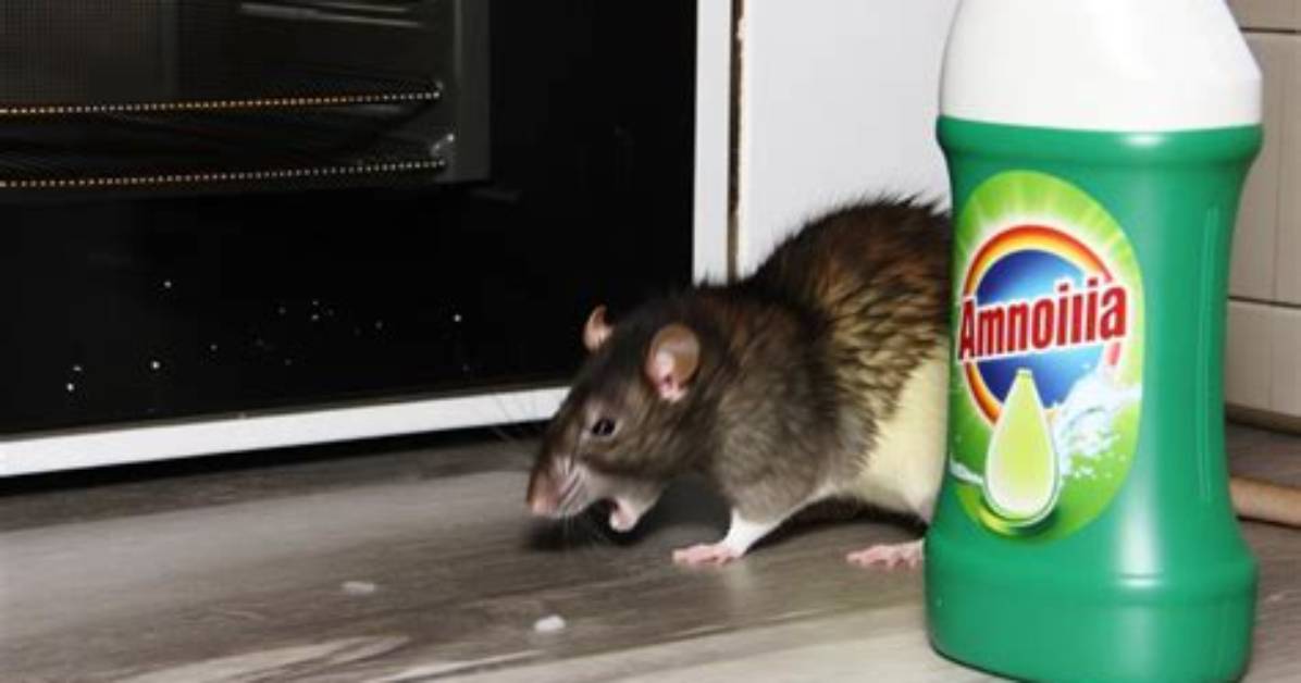 Do Rats Like Ammonia?