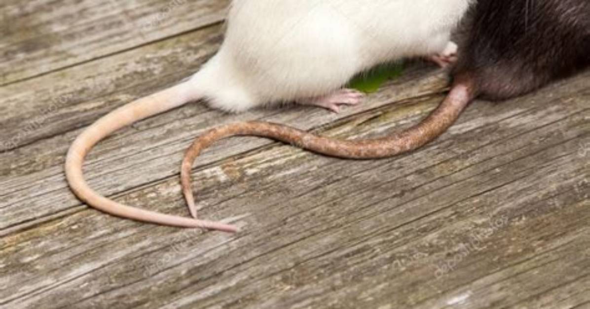 Do Rats Like Their Tail Stroked?