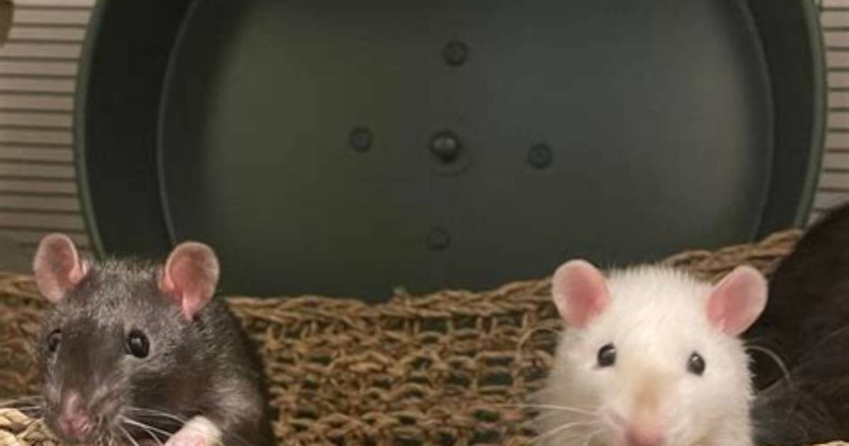 Do Rats Need a Wheel?