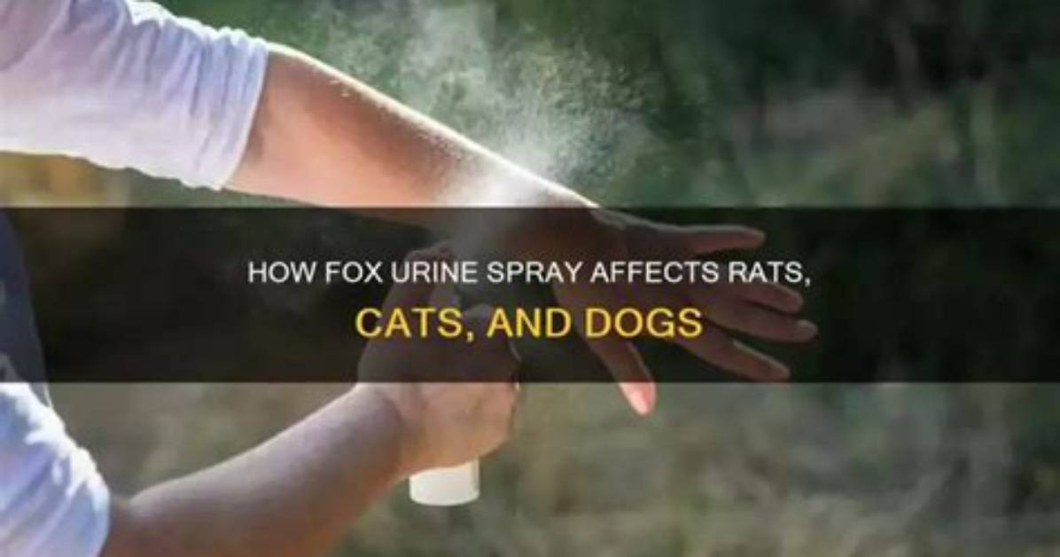 Do Rats Spray Urine?