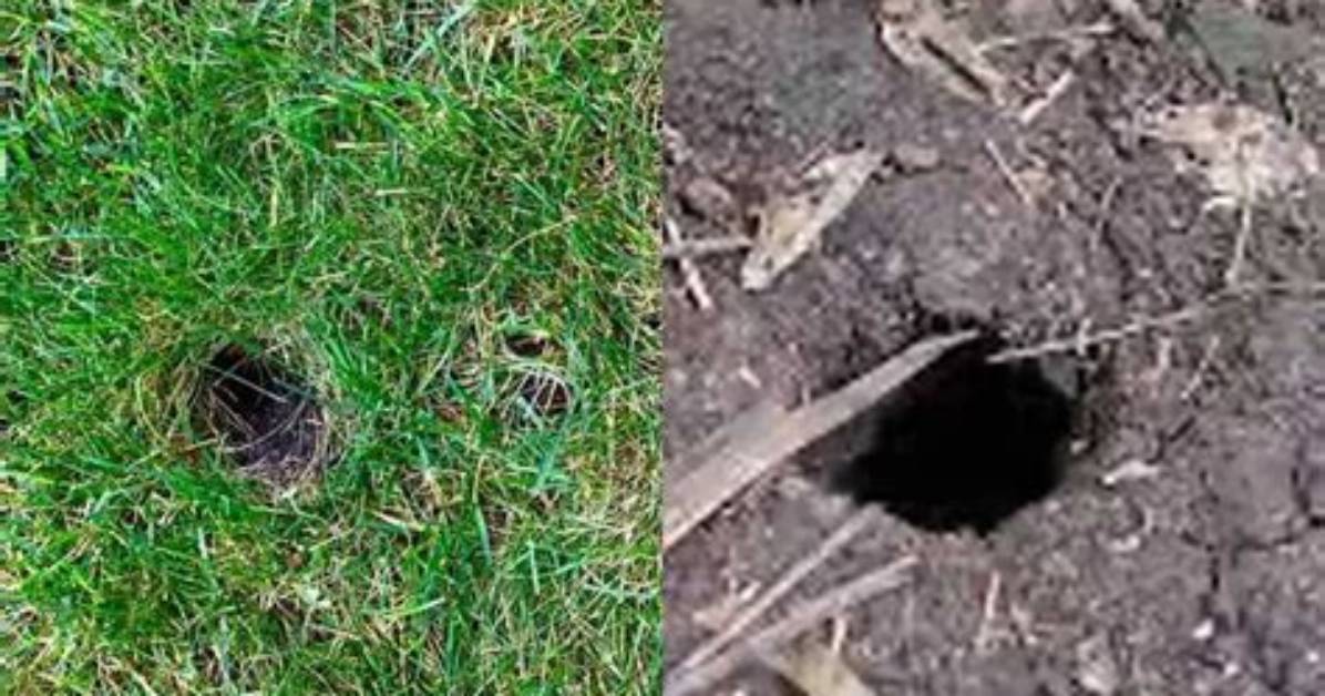 Do Rats Use Mole Tunnels