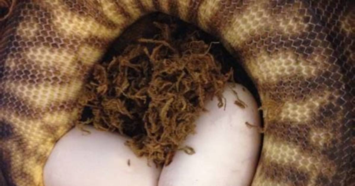 Do Rattlesnakes Lay Eggs?