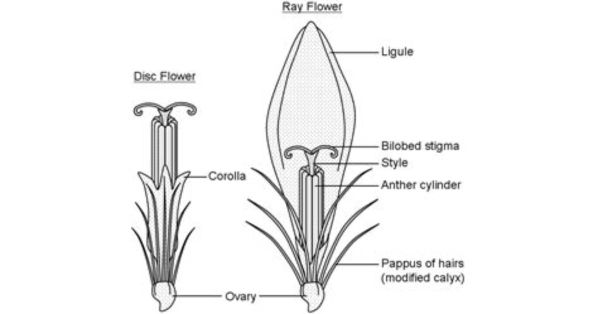 Do Ray Florets Have Ovary?