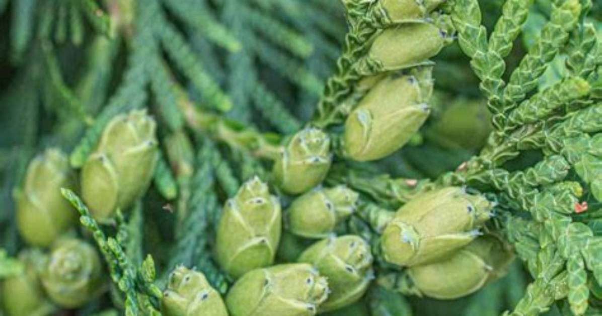 Do Red Cedars Have Seeds