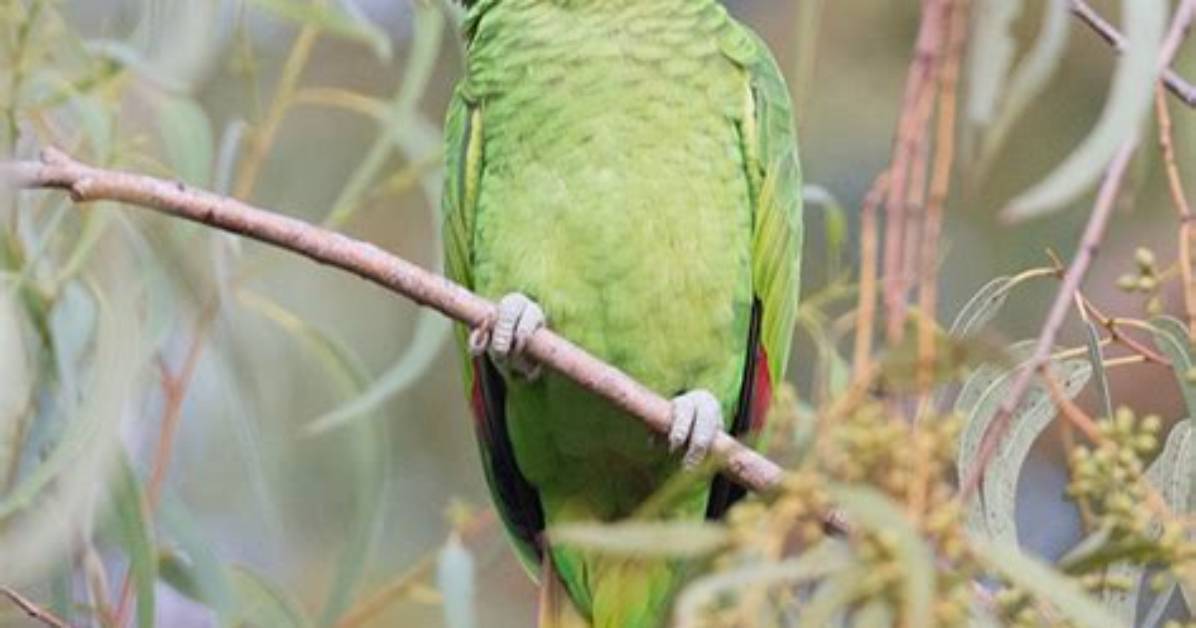 Do Red Crowned Parrot Talk?