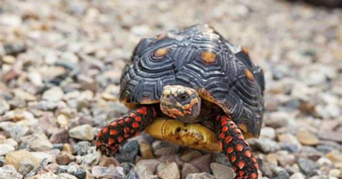 Do Red-Footed Tortoises Like to Be Handled?