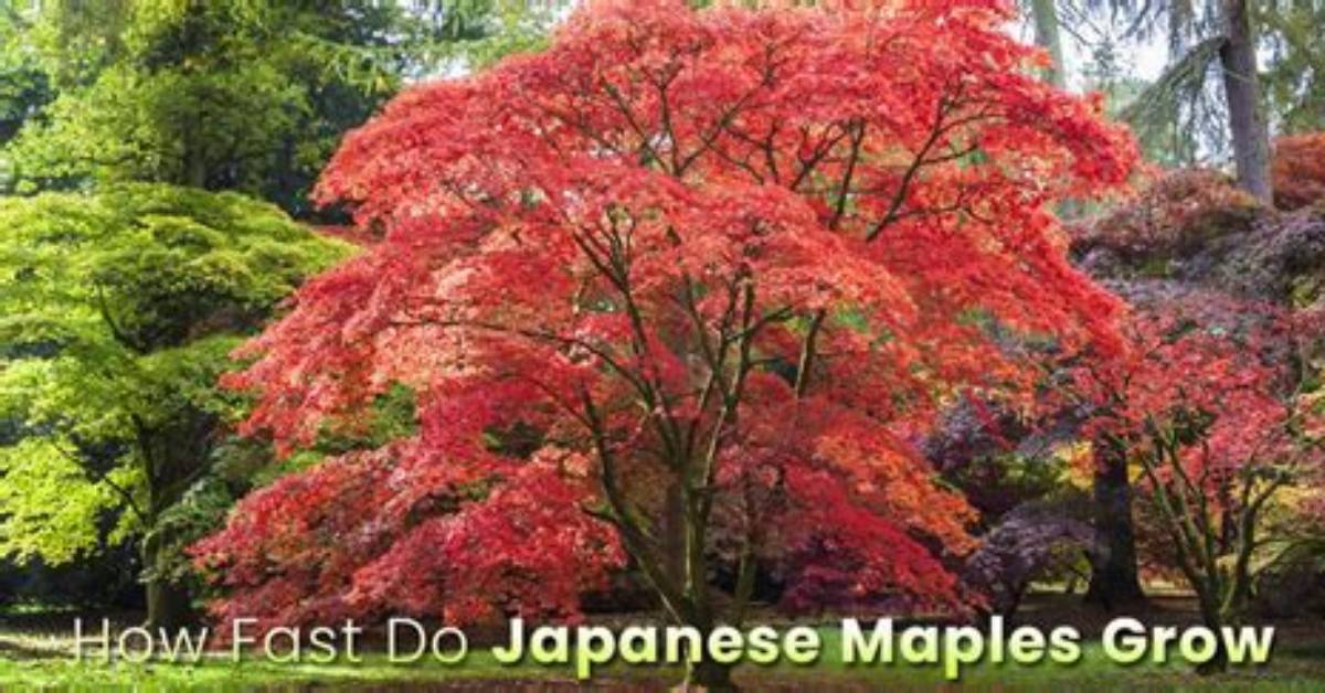 Do Red Maples Grow Fast
