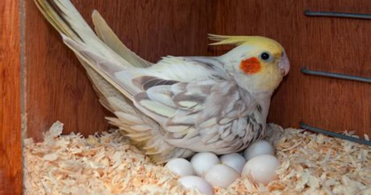 Do Red Parrot Lay Eggs?