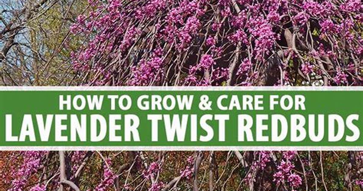 Do Redbuds Grow in Texas
