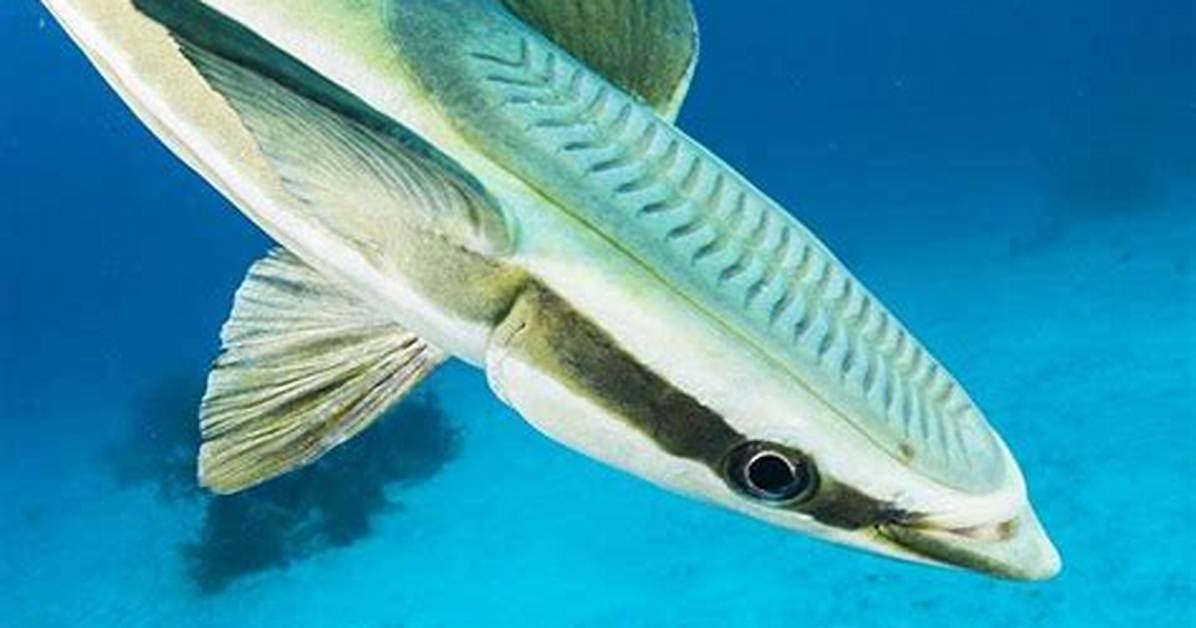 Do Remora Fish Hurt?