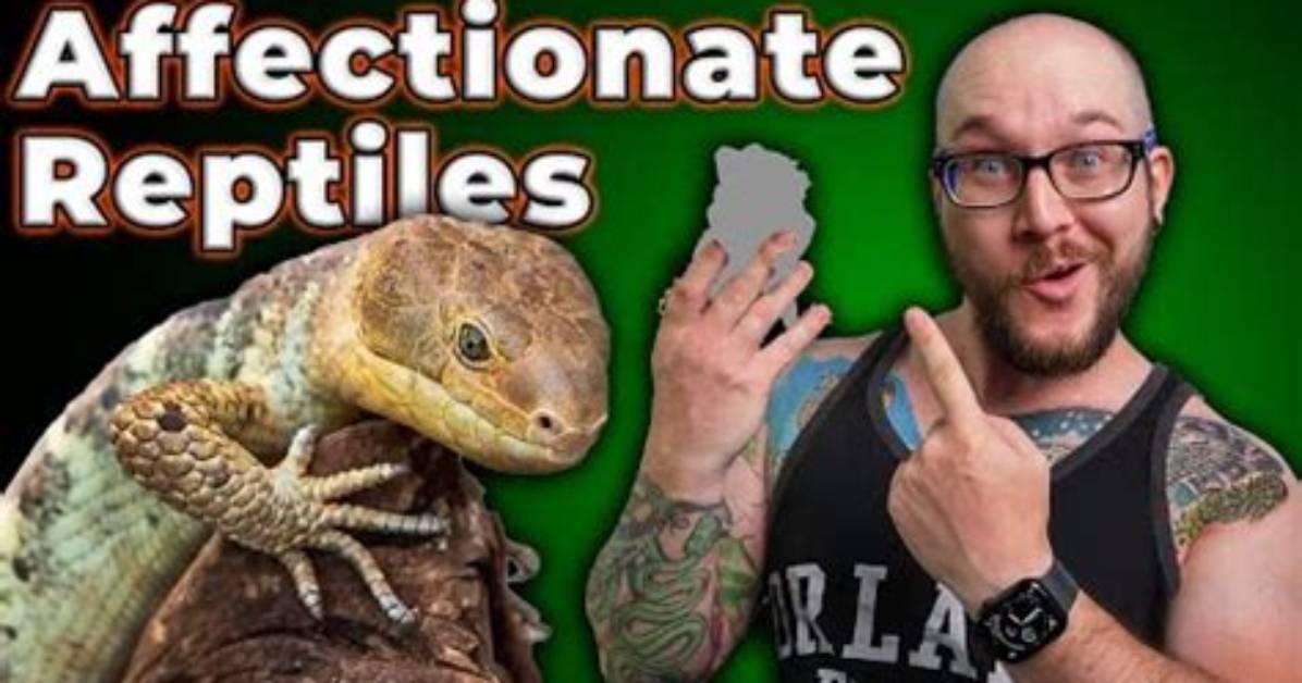 Do Reptile Pets Show Affection?