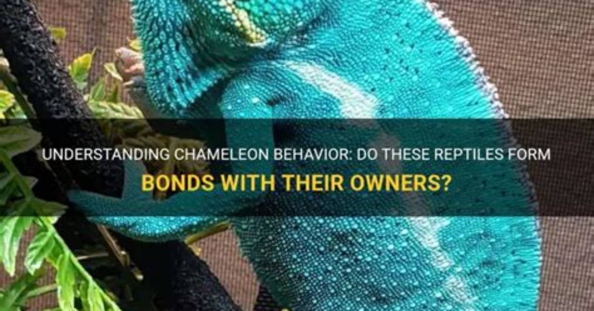 Do Reptiles Form Bonds?